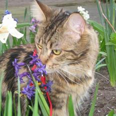 Maine Coon Ally R.I.P