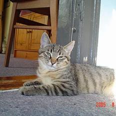 Huskat Ozzy R.I.P.