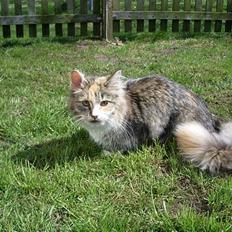 Blanding af racer Norsk skovkat Sille