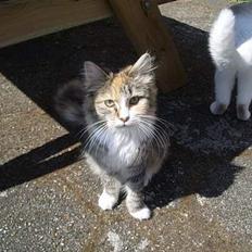 Blanding af racer Norsk skovkat Sille