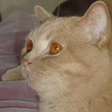 British Shorthair Kasae's Donnovan