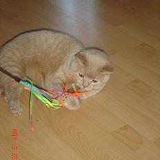 British Shorthair Kasae's Donnovan