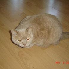 British Shorthair Kasae's Donnovan