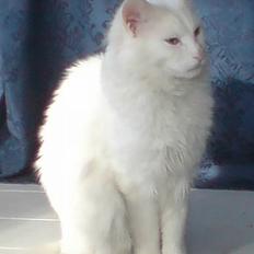 Maine Coon Maintown Buffalo Bill