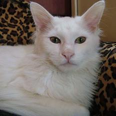 Maine Coon Maintown Buffalo Bill