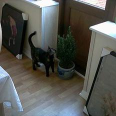 Blanding af racer Mille