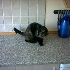 Blanding af racer Mille