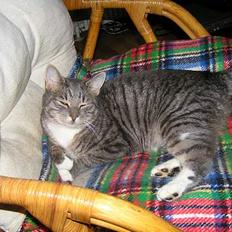 Huskat Nifling/Niffe