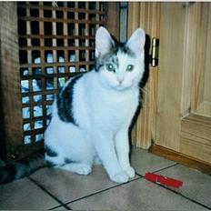 Huskat Betteski *R.I.P*