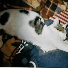 Huskat Betteski *R.I.P*