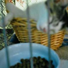 Huskat Betteski *R.I.P*