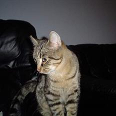 Huskat Ozzy R.I.P.