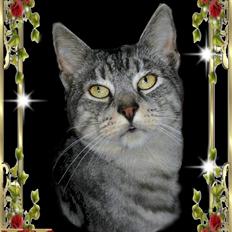 Huskat Kasper (Kastenskjold )