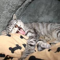 Huskat Kasper (Kastenskjold )