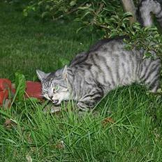 Huskat Kasper (Kastenskjold )