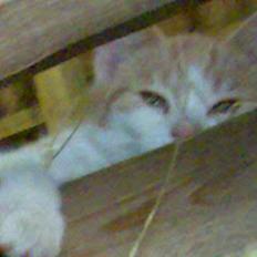 Huskat Garfield >> MIN BRORS <<