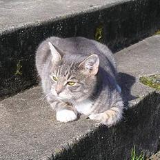 Huskat Nifling/Niffe