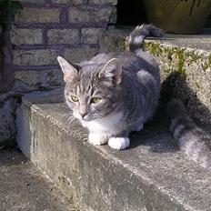 Huskat Nifling/Niffe