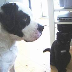 Blanding af racer Lisser