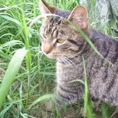 Blanding af racer Clio <3 Død.. :´(