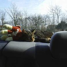 Blanding af racer Clio <3 Død.. :´(