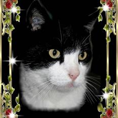 Huskat Felix Philipsen