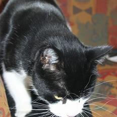 Huskat Felix Philipsen