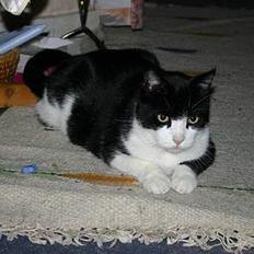 Huskat Felix Philipsen