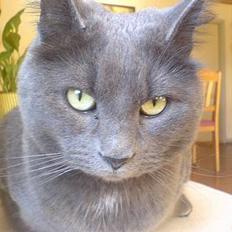 Blanding af racer Luxi