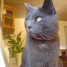 Blanding af racer Luxi