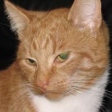 Huskat Oliver  R.I.P d.16-10-06 