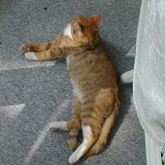 Huskat Oliver  R.I.P d.16-10-06 