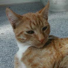 Huskat Oliver  R.I.P d.16-10-06 