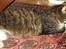Blanding af racer Skovkat Misse Pigen - Fed og Gravid *s*