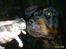 Huskat Opal  *16-04* - Rex snuser til mig ...