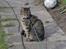 Huskat Felix - felix nyder livet ude i haven