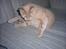 Huskat Diva R.I.P