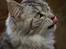 Maine Coon DK Proud Danish Beauti - Sagde du mad? hi hi hi 