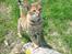 Ocicat Sea Coon Andi