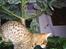 Ocicat Sea Coon Andi
