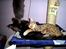Ocicat Sea Coon Andi