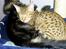 Ocicat Sea Coon Andi