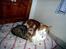 Ocicat Sea Coon Andi