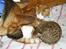 Ocicat Sea Coon Andi