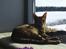Ocicat Sea Coon Andi