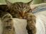 Blanding af racer Kong Monty - Zzzzzzzzzzzz.............