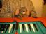 Blanding af racer Kong Monty - Så skal du ha tæsk i backgammon mor.