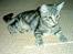 Blanding af racer Kong Monty - Legesyg...