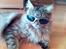Maine Coon MC Ejner :) - Mr. Cool