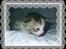 Huskat Opal  *16-04* - *NYT* 7 Maj 